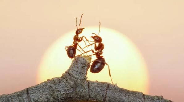 Գիտնականները հաշվել են Երկրի բոլոր մրջյուններին
