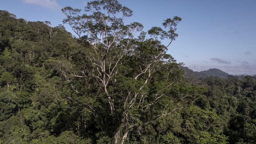 Գտնվել է Ամազոնի ամենաբարձր ծառը. դրան հասնելու համար գիտնականներից պահանջվել է երեք տարի