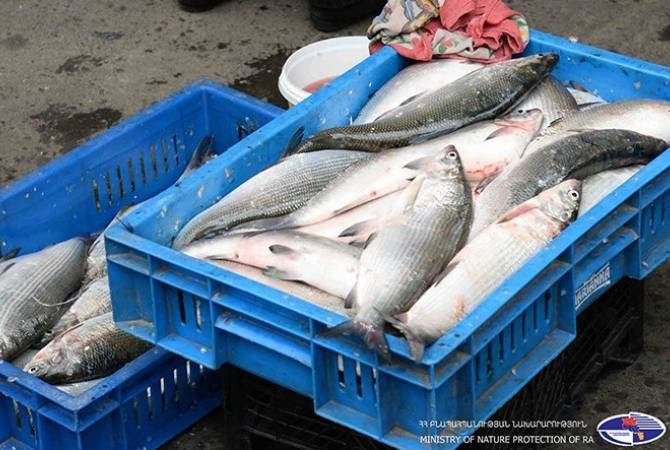 Տեսուչներից որպես կաշառք «Սիգ» տեսակի ձկներ են ստացել․ 9 անձի մեղադրանք է առաջադրվել