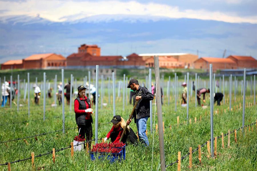 Խոշոր գործարանները կամ մթերող ընկերությունները 30-օրյա ժամկետում կվճարեն մթերված գյուղմթերքի գումարը