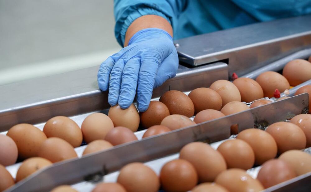 Россельхознадзор: Азербайджан поставил в Россию более 2 млн яиц