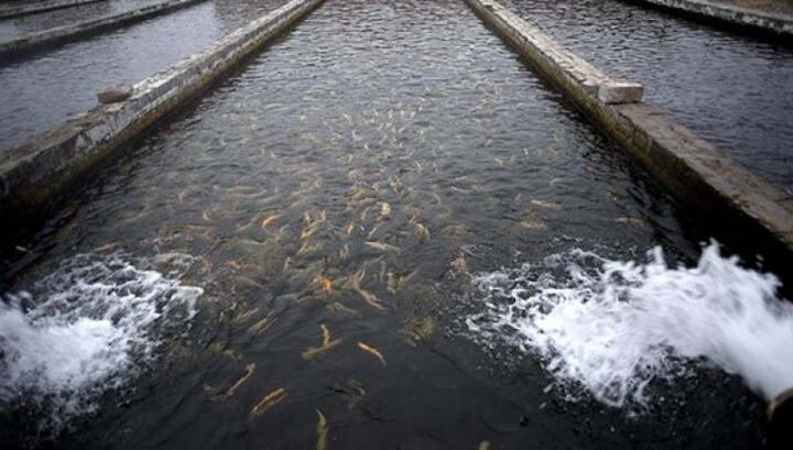 Ձկան արտահանման ծավալները նվազել են. Որքան ձուկ է արտադրվում ՀՀ-ում