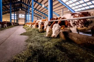 Կերկարաձգվի անասնաբուծության ճյուղում իրականացվող ծրագրերի իրականացման ժամկետը