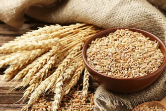 Ժամանակավոր կարգելվի ցորենի, գարու, եգիպտացորենի, արևածաղկի ձեթի արտահանումը Հայաստանից