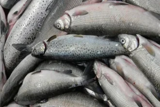 Ո՞րքան տուգանք կվճարեն Սիգի ապօրինի ձկնորսության համար