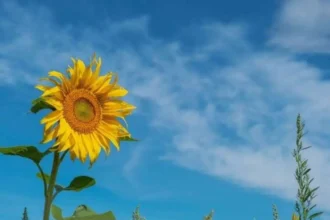 Հովտային և նախալեռնային գոտիներում հաստատվում է չոր և շոգ կլիմայական պայմաններ. հուլիս ամսվա եղանակի կանխատեսումը