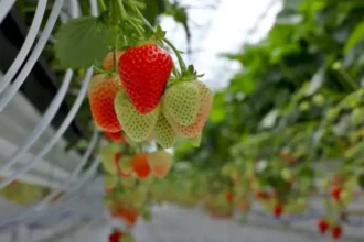 ՍԱՏՄ-ն անդրադարձել է Հայաստանից Ռուսաստան արտահանած ելակում վտանգավոր թունաքիմիկատի առկայության մասին լուրերին