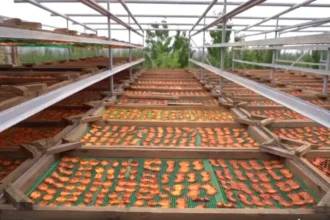 34 տեսակի չիր ՝ տարեկան մոտ 40 տոննա. հիմնական մասն արտահանվում է