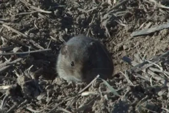 Էկոնոմիկայի նախարարությունը սկսել է իրականացնել մկնասպան թունանյութի բաշխման աշխատանքները