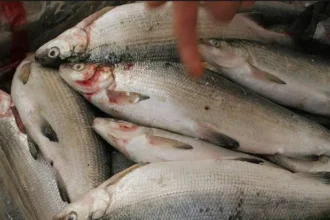 Արձանագրվել է 11.8 կգ սիգ տեսակի ձուկ, որն առգրավվել է. ԲԸՏՄ-ի ստուգայցերը