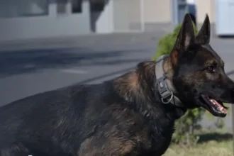 Աշխատանքի հնարավորություն ՊԵԿ-ի շնագիտական կենտրոնում