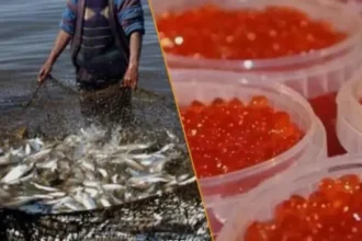 Սահմանվել է ՀՀ տարածքից սիգի ձկնկիթի արտահանման ժամանակավոր արգելք