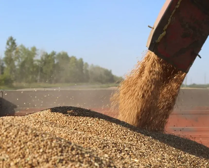 China Will Live Without American Grain