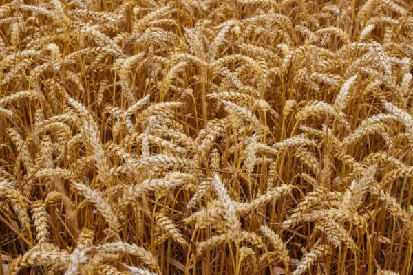 Wheat prices fell