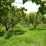 Ինչպե՞ս է իրականացվելու տնամերձ հողամասերում այգեհիմնման և ոռոգման արդիական համակարգերի ներդրման ֆինանսավորումը. կառավարությունը  հաստատեց