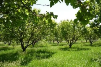 Ինչպե՞ս է իրականացվելու տնամերձ հողամասերում այգեհիմնման և ոռոգման արդիական համակարգերի ներդրման ֆինանսավորումը. կառավարությունը  հաստատեց