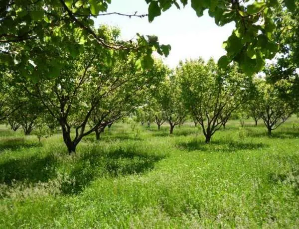 Ինչպե՞ս է իրականացվելու տնամերձ հողամասերում այգեհիմնման և ոռոգման արդիական համակարգերի ներդրման ֆինանսավորումը. կառավարությունը  հաստատեց