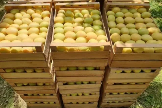 Հունիսի 1-20-ը ՀՀ-ից ծիրանով բեռնված 366 բեռնատար հատել է ՌԴ մաքսային սահմանը. նախարար