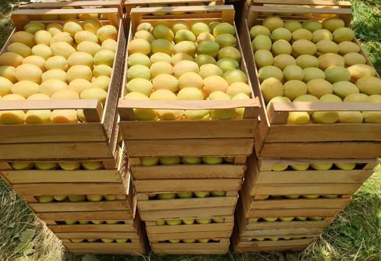 Հունիսի 1-20-ը ՀՀ-ից ծիրանով բեռնված 366 բեռնատար հատել է ՌԴ մաքսային սահմանը. նախարար