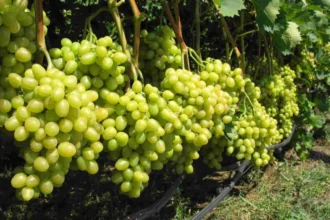 Խաղողի մթերման գործընթացում խնդիրներ չեն առաջանա. Պապոյան
