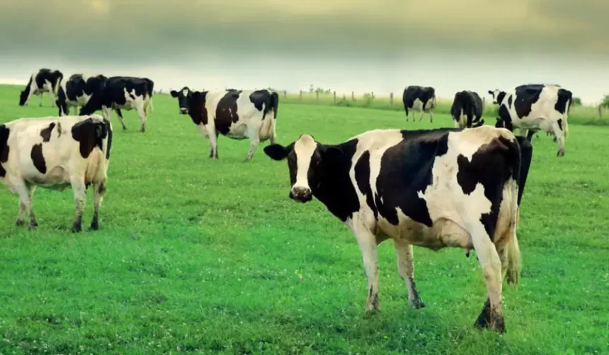 Երկարաժամկետ ներդրումների հնարավորություն կտրվի արոտավայրերի վարձակալման համար