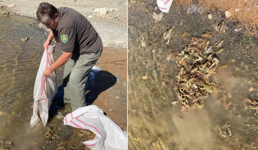 Առգրավվել են ապօրինի որսված 20 կգ կենդանի խեցգետին, ռետինե նավակ ու ցանցեր. ԲԸՏՄ