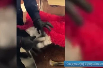 Թմրամիջոցներ՝ ներքնակներում. ՊԵԿ-ը միջազգային առաքանիներից հայտնաբերել է կոկաին թմրամիջոց